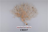 藏品(珊瑚標本)的圖片